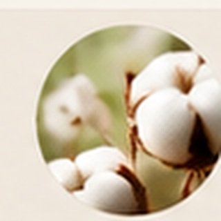 Fine cotton fibre and premium cotton textile