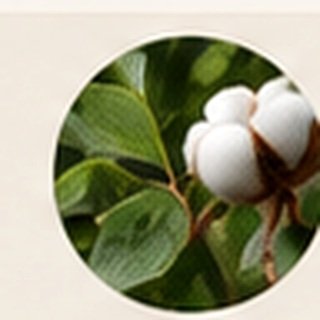 Organic cotton boll and natural organic cotton
